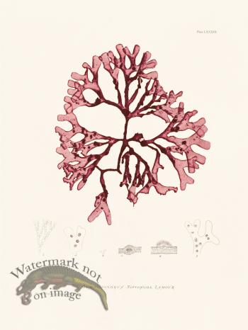 Bradbury Seaweed 083